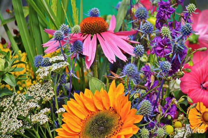 Экстракты Новинка