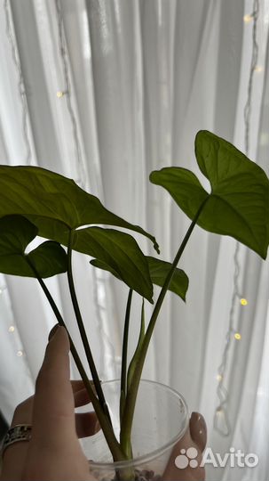 Сингониум батерфляй бабочка