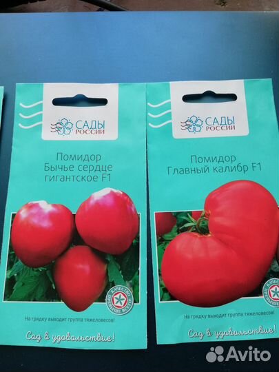 Рассада помидор