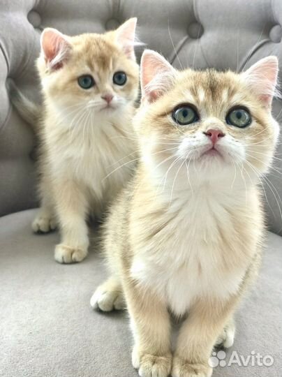 Британская кошка