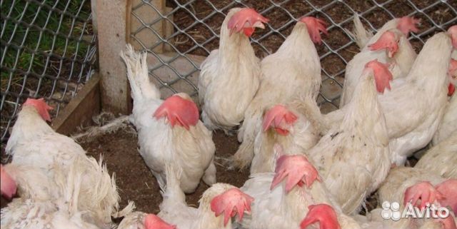 Куры несушки
