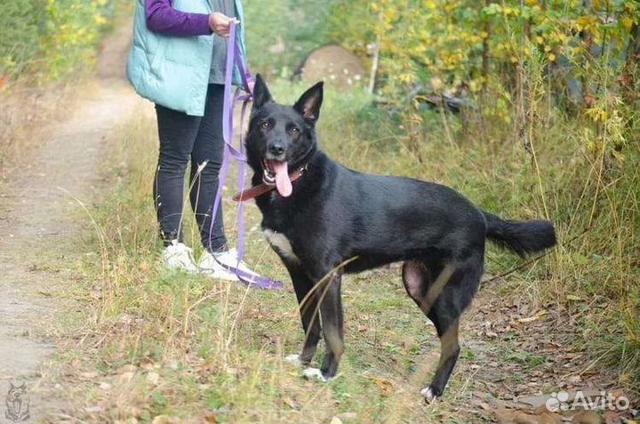Трëхлапая собачка в поисках счастья