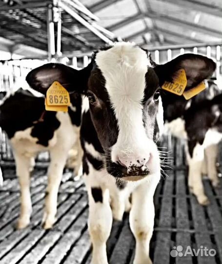 Бычки телята