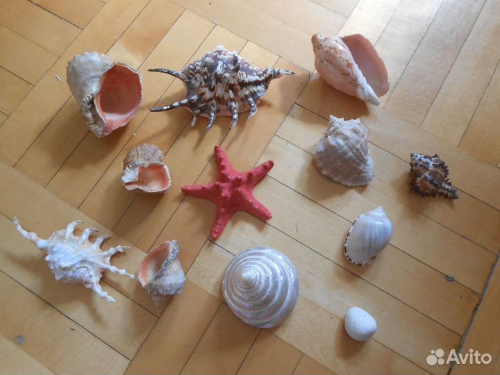 Набор ракушек для аквариума, ракушка океаническая