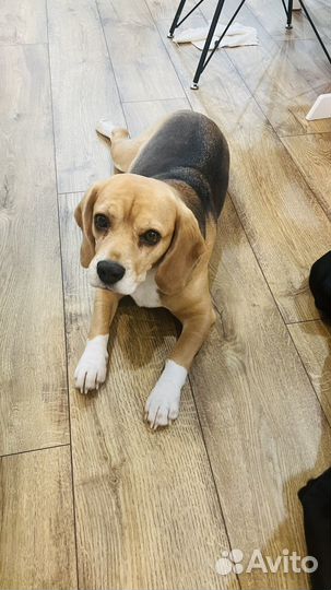 Собака Бигль в добрые руки