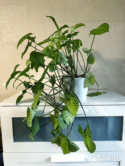 Сингониум большой Комнатное растение