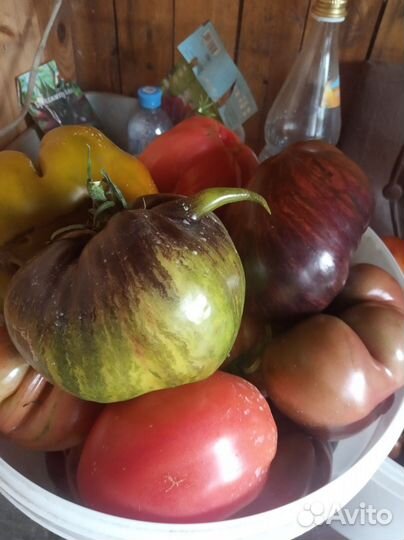 Семена томатов