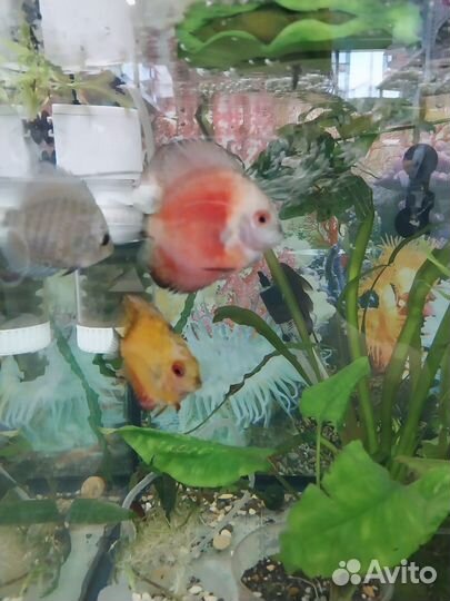 Рыба,животные,попугай