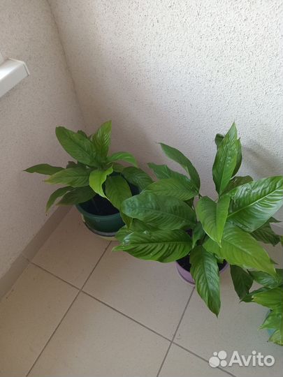 Спатифиллум