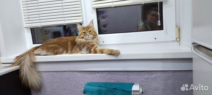 Котята мейн-кун