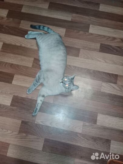 Котик в добрые руки