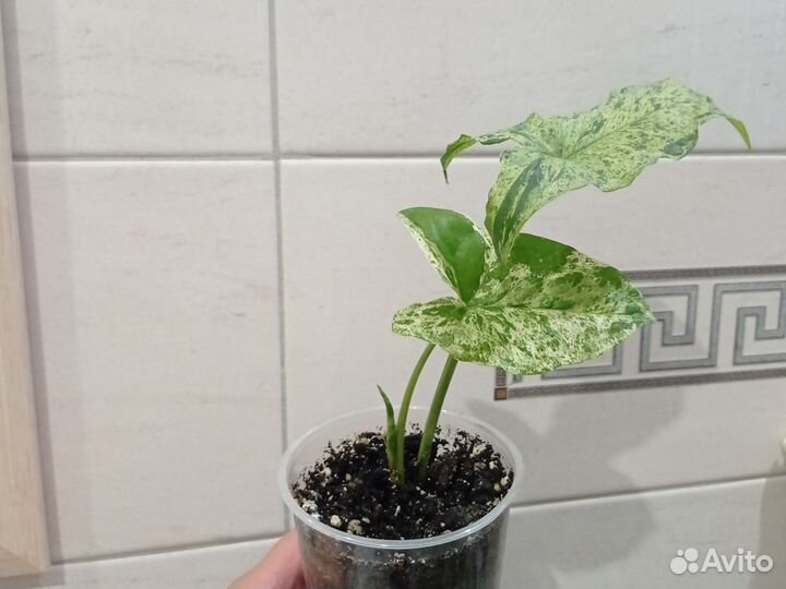 Сингониум моттлед, панда, империал вайт