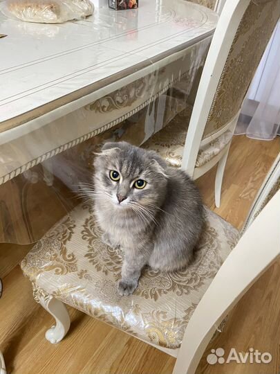 Сибирская кошка