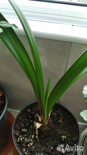 Гиппиаструм