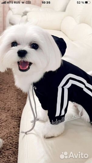 Толстовка Puppy Angel