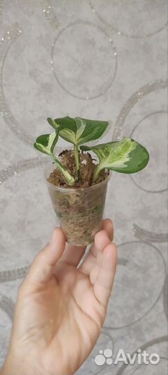 Эпипремнум тайский клон