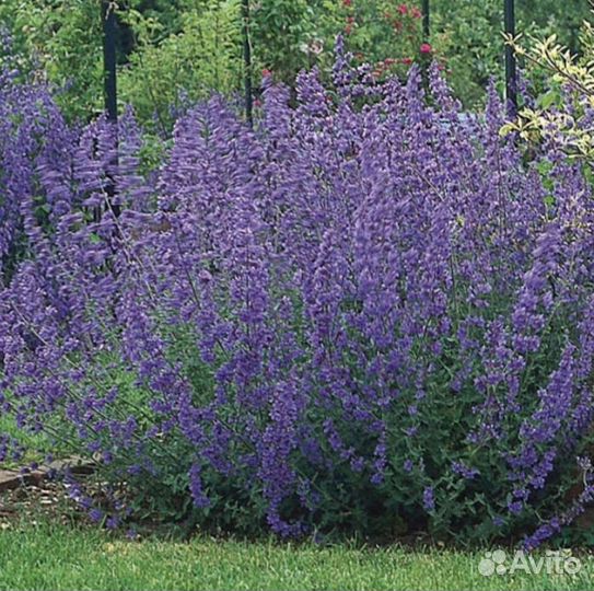 Котовник, шалфей многолетние из питомника растений