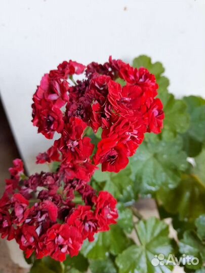 Фикус. Герань розебудная 3шт