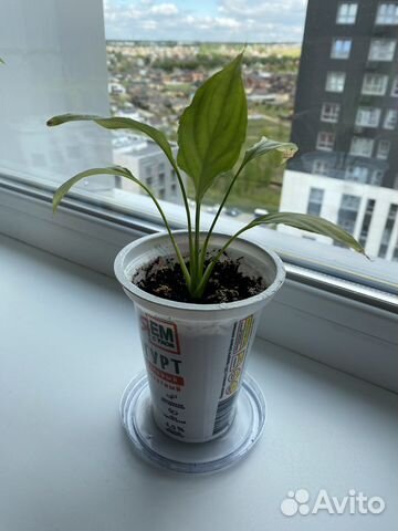 Спатифиллум