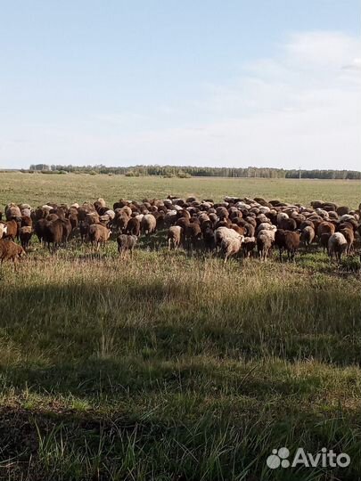 Курдючные бараны овцы