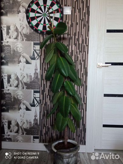 Фикус 32 листа, 1м40см