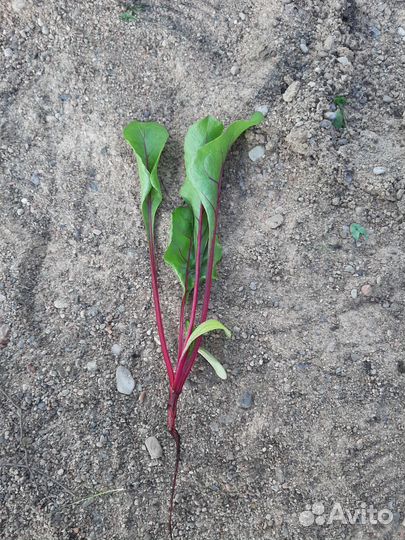 Рассада свеклы