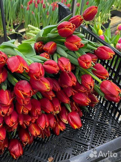 Луковицы тюльпанов