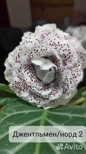 Глоксиния клубни