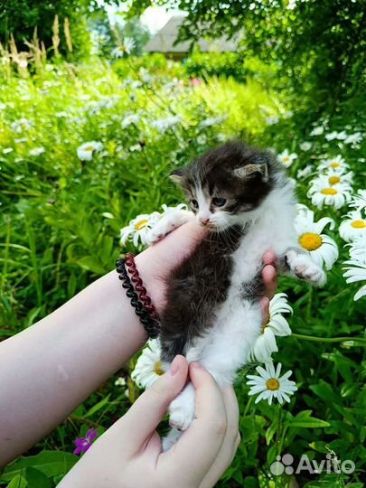 Котята