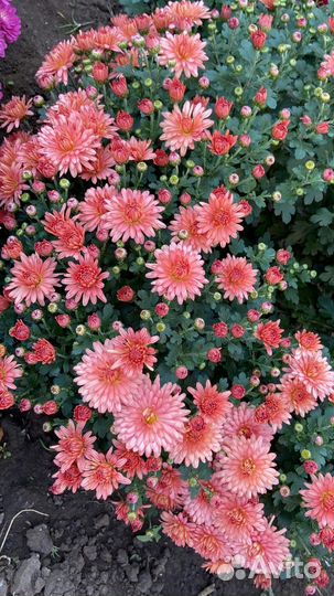 Хризантемы мультифлора шаровидная