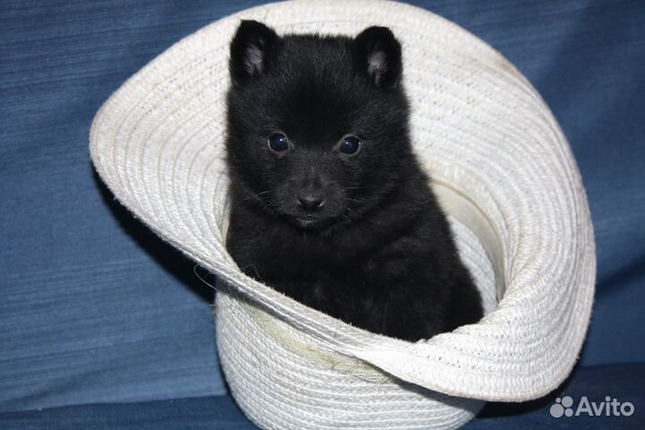 Схипперке (шипперке) щенки