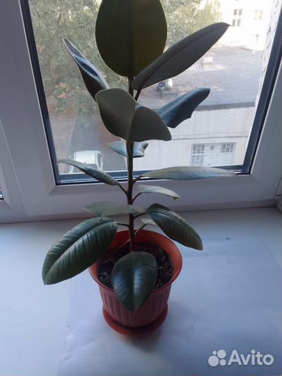 Фикус- фиалки