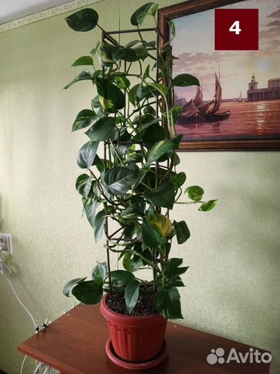 Сциндапсус (эпипремнум) на металлической стелле