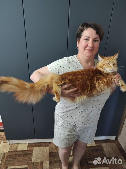 Котята мейкун