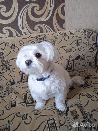 Вязка собак