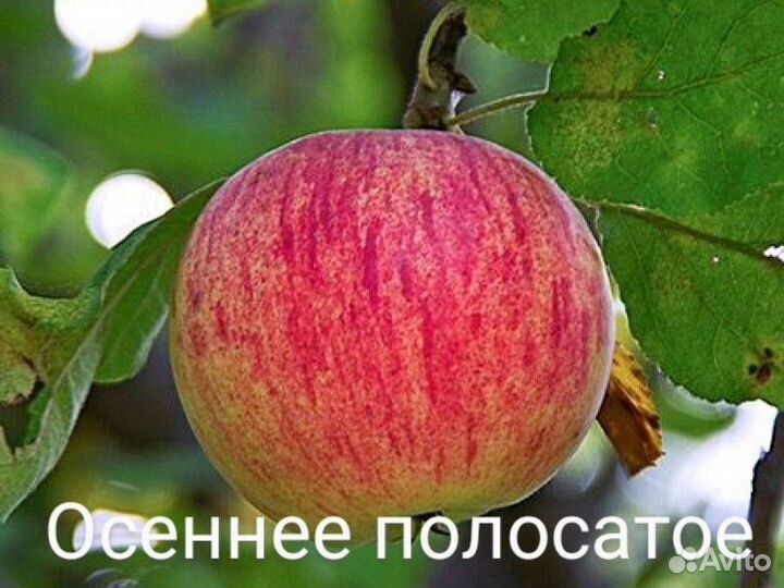 Саженцы яблонь