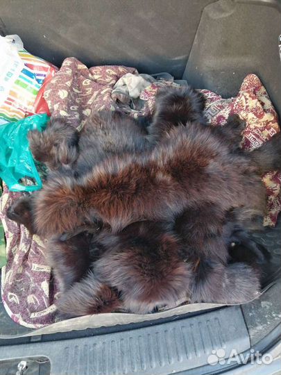 Шкурка писца