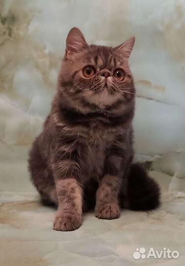 Экзотический кот