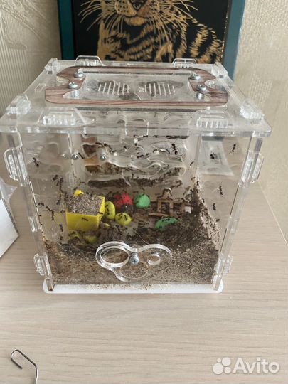 Формикарий с муравьями