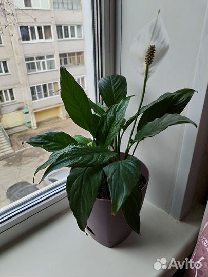 Комнатные цветы в горшках