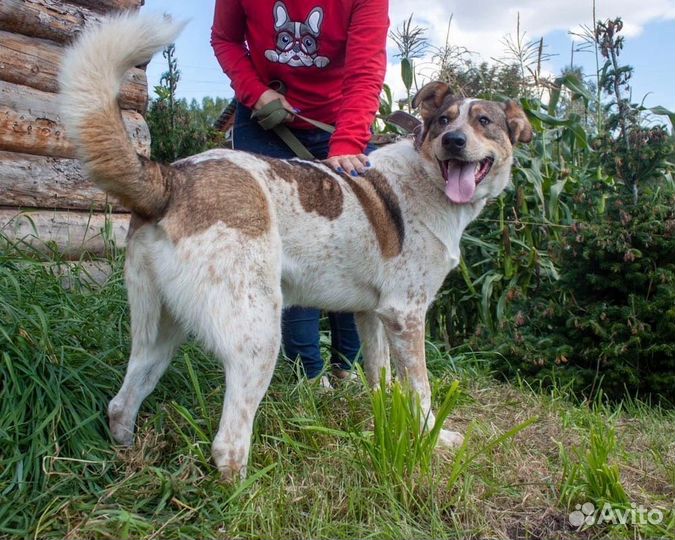 Крупный кобель