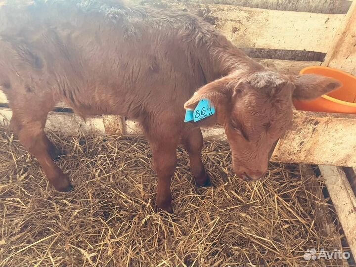 Телята бычки телки быстрая доставка
