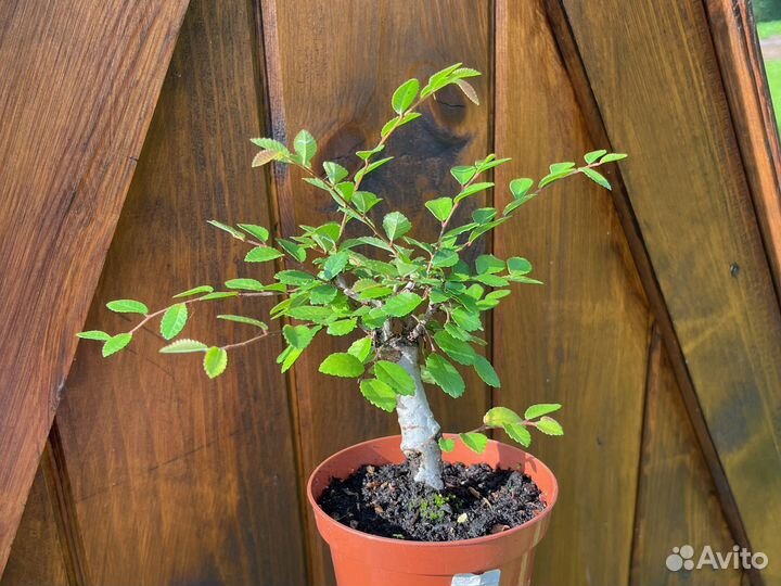 Бонсай (вяз мелколистный)