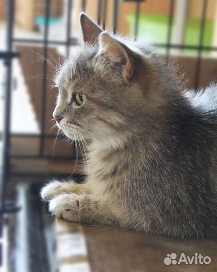 Дымчатая кошка Василиса