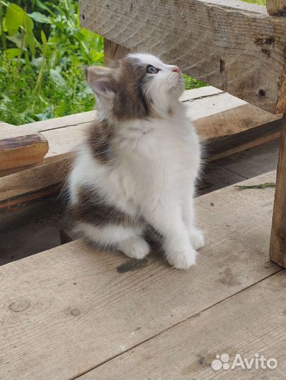 Отдам котёнка в добрые руки