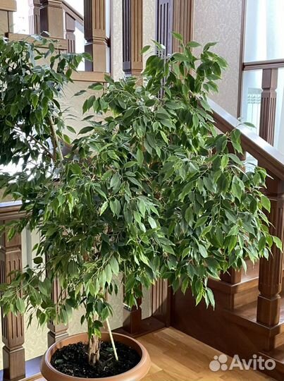 Фикус Бенджамина