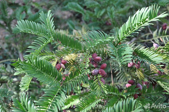 Головчатотисс Харрингтона/Форчуна, семена