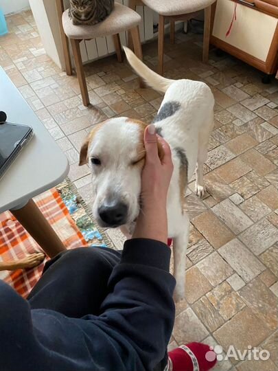 Собака в добрые руки