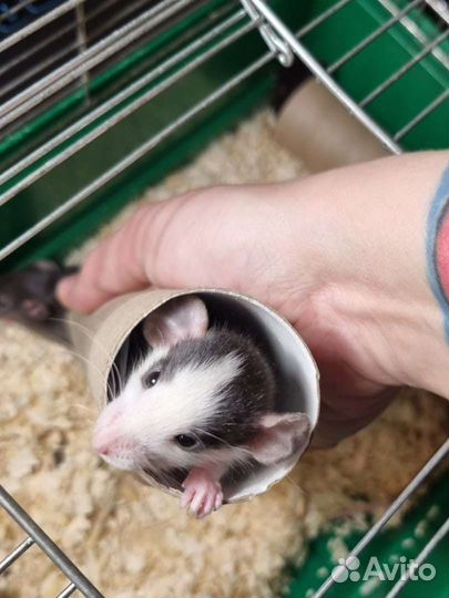 Декоративная крыса дамбо