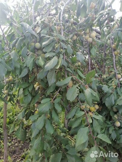 Саженцы сливы